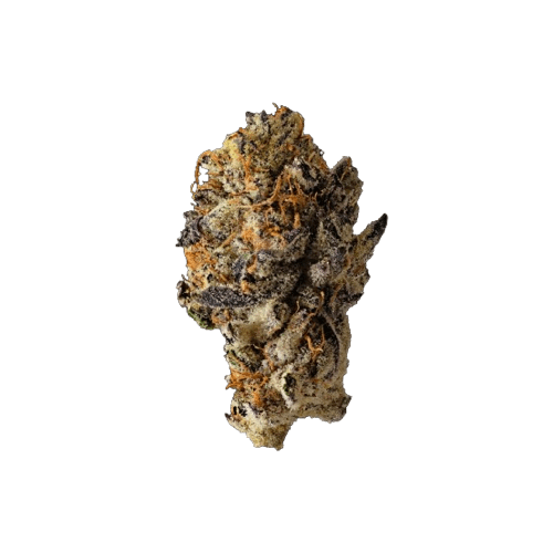 Dosi Punch strain image
