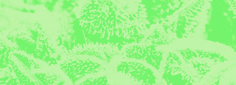 Terpenes