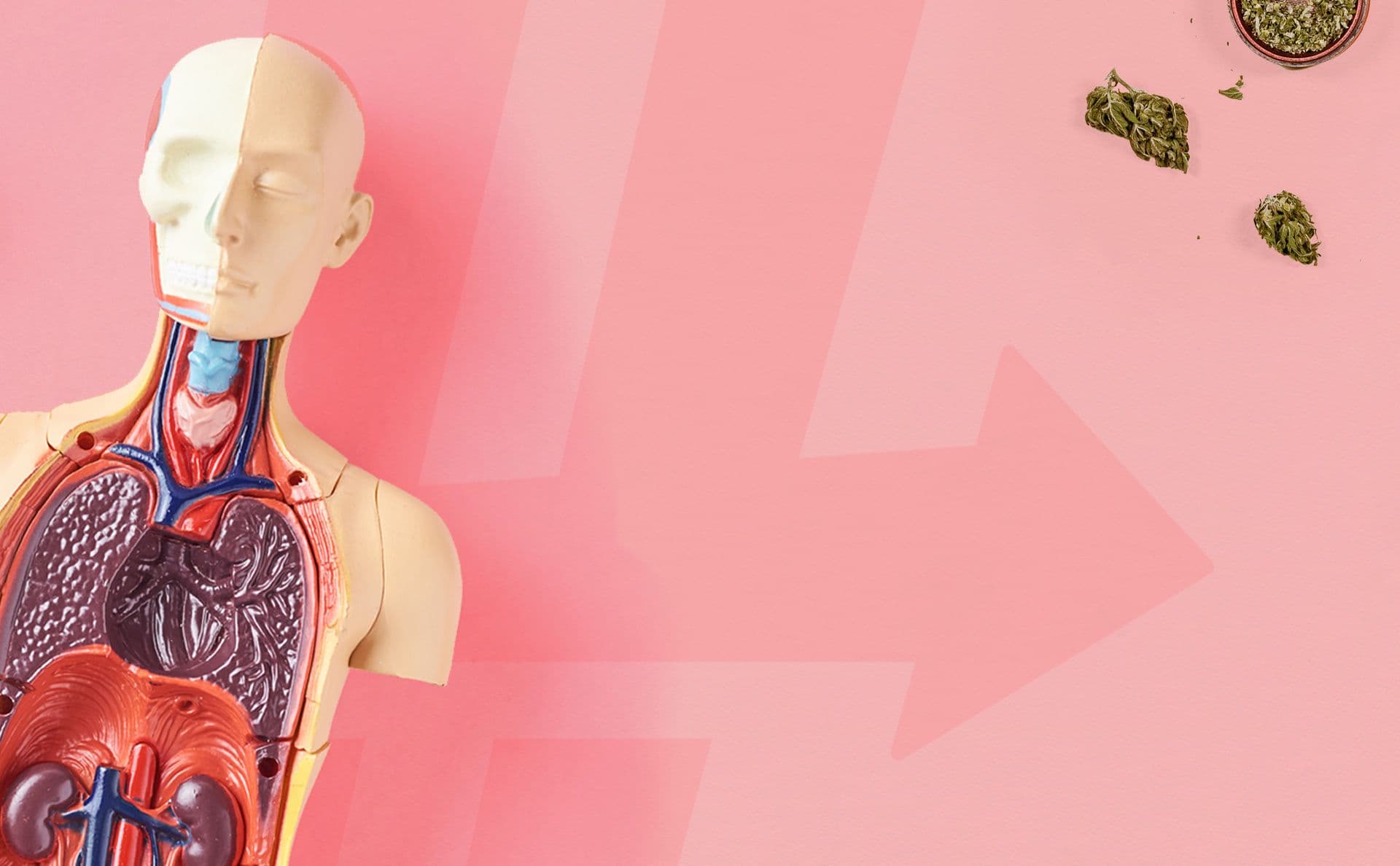 What is the Endocannabinoid System?